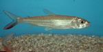 Forskahlii Tigerfish 7"-8"  (Hydrocynus forskahlii-)